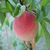 澳洲水蜜桃树苗